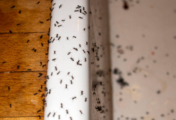 Best Wasp Removal Services  in Millville, DE